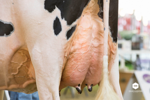 7HO10506d_46_201708_Muirbrook Atwood Ivy_udder