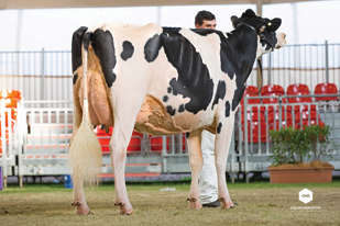 7HO10506d_48_201708_Muirbrook Atwood Ivy_rear