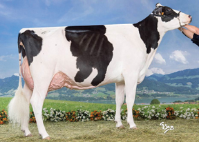 7HO10506d_50_201503_Gerboise