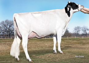 7HO10849d_09_201402_Wolfs Legendairy Shamrock 1386-Grade