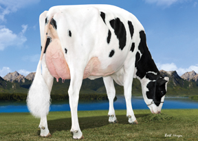 7HO11314d_22_201512_Siemers Mogul Real-Dream-ET_grz